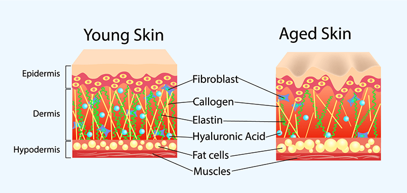 Menopause Skin and Collagen Elastin Diagram