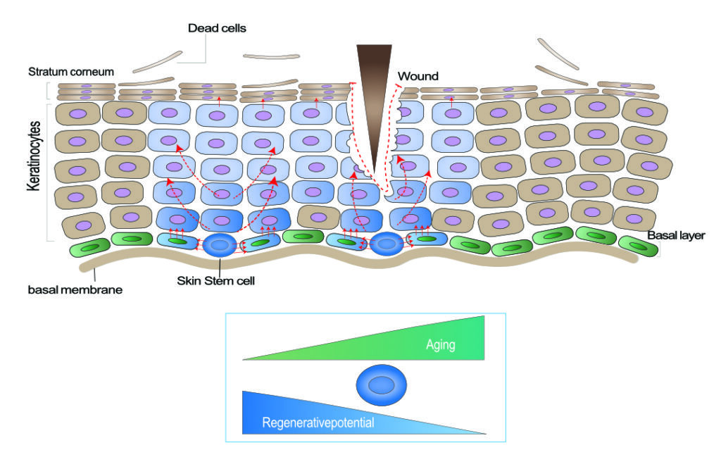 Stem Cell Diagram