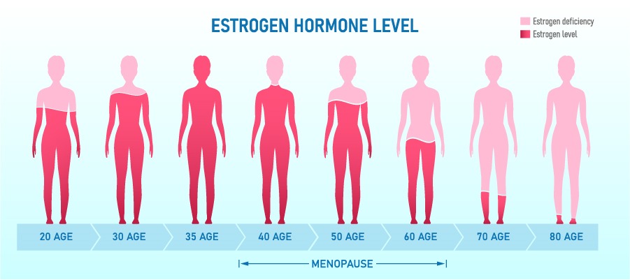 Menopause Estrogen Levels Banner