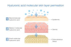 Skin Diagram Hyaluronic Acid Permeation