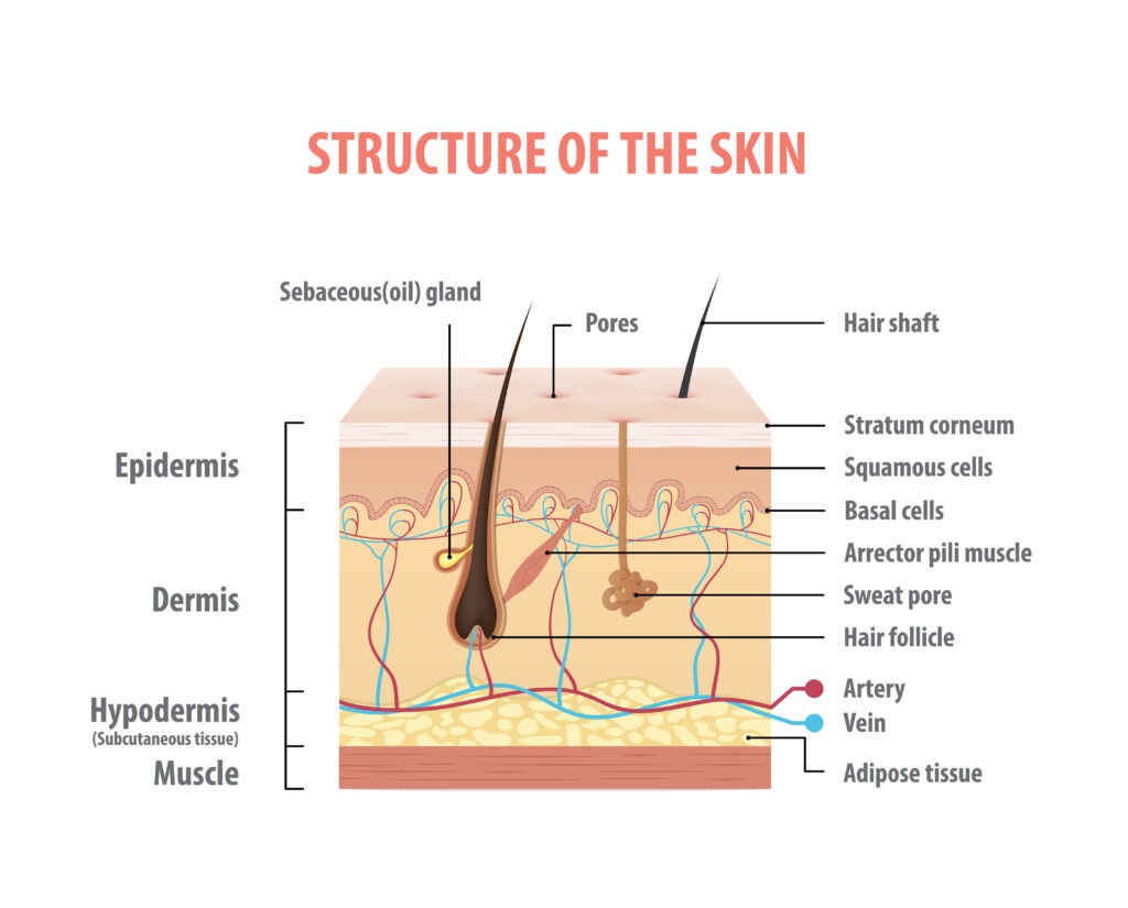 Skin Functions Layers Diagram
